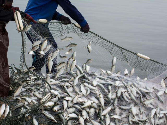 How to save our high seas from overfishing, pollution