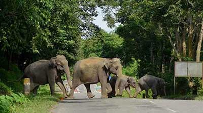 Parliament passes Wildlife Bill: Questions remain on elephants, vermin