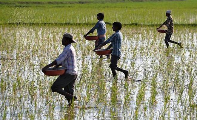 Creating the right â€˜market connectâ€™ for boosting farm incomes