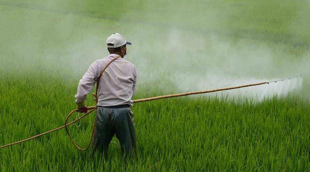 First urea, now DAP: High use of subsidised fertilisers raises crop yield fears
