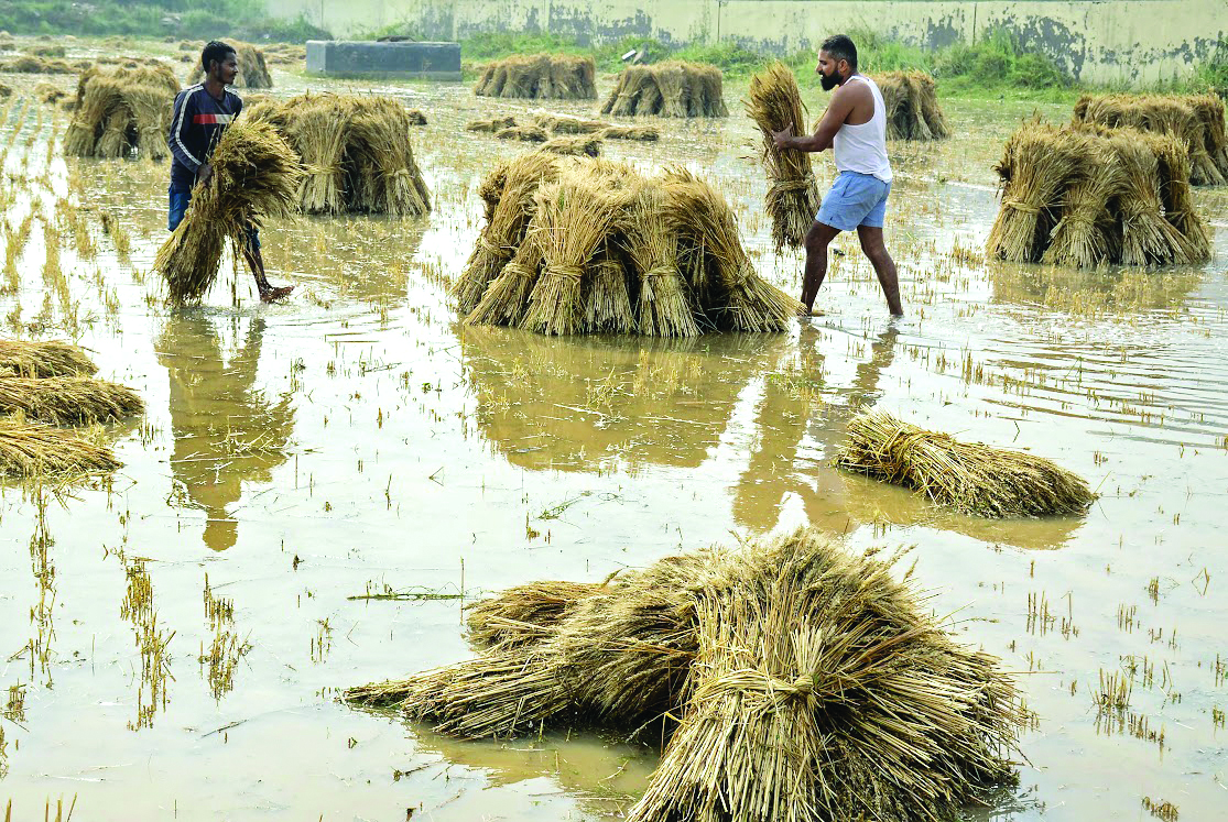 बेमौसम बारिश की मार, गेहूं पर संकट