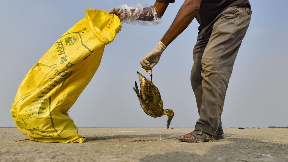 राजस्थान के सांभर में इतने पक्षी क्यों मर रहे हैं?